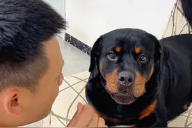 果然撒娇的女人最可爱，狗狗也一样 #罗威纳一坨视频封面