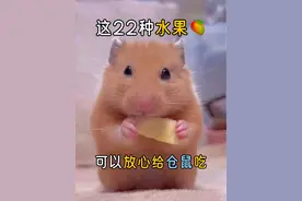 这22种水果可以放心喂给仓鼠吃#仓鼠 #金丝熊 #养鼠日常分享