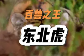 东北虎是名副其实的森林之王，虎中之虎，就连熊类都在它的食谱上视频封面