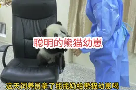 你见过熊猫幼崽非要抱着喝奶的吗？这个小家伙真的太可爱了。视频封面