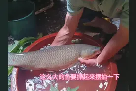 小鱼窝养出大草鱼#生态鱼 #鱼塘乐趣 #农村家常美食视频封面