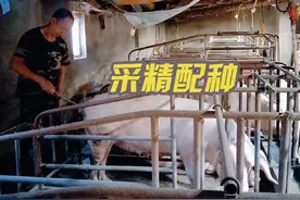 猪猪姐养殖，断奶母猪发情采精配种#自繁自养母猪 #杜洛克公猪