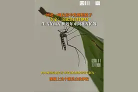 #河北网友称家中发现白纹伊蚊 7月29日，华希昆虫博物馆馆长赵力确认，视频中的蚊子就是白纹伊蚊，传统分布在南方地区，但近年来显著向北方扩散，在山东等地也发现过它的踪迹。#白纹伊蚊 #基孔肯雅热