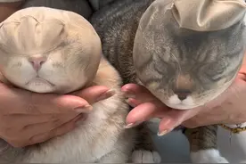 丝袜控猫法 对笨蛋小猫很有用 聪明的就得再研究研究 #万物可爱计划 #谁能拒绝傻憨憨的小猫咪