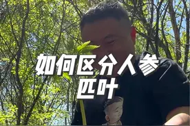 如何区分人参的匹叶 发现人参该怎么挖，如何区分人参的匹叶#人参 #大自然的馈赠