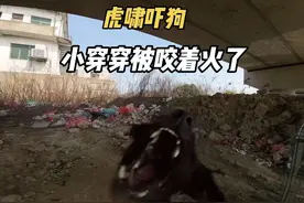 再战桥底猛犬 虎啸吓狗  对大黑无效 小穿穿被咬着火 #穿越机追狗视频封面