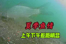 怪不得夏季鱼不好钓，原来上午和下午鱼情差别这么大，钓鱼新观察视频封面