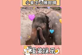 小象用鼻子揉眼睛 #神奇动物在抖音 #大象 #小象 #动物趣事 #动物的迷惑行为视频封面