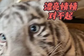 美女粉丝姨姨第一次上门，就被虎虎欺负了！#白虎 #宫百万 #邪恶小猫养成记 #小老虎有什么坏心思呢视频封面