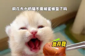 小奶猫被蜜蜂🐝蛰还没痊愈，又感冒了🤧，太难了！#米努特矮脚猫 #猫猫幼崽 #动物的迷惑行为