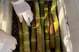 给甘蔗种子催芽啦，等过年以后暖和了再移栽到菜园，提前催芽移栽可以让甘蔗生长时间更长，长得更高#种植的乐趣 #愿用心耕耘的人都有收获 #田园生活 #种甘蔗视频封面