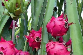 人生，在忙忙碌碌中充实；生活，在红红火火中生香！#红心火龙果 #我的乡村生活 #田园生活 #火龙果 #丰收的季节视频封面