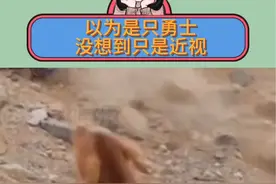 前一秒：这狗好勇敢在豹子面前叫嚣。后一秒：啊，跑的好疼 #狗狗 #连滚带爬 #勇士#动物的迷惑行为视频封面