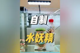 几乎零成本的自制造氧净水一体的水妖精 #水族#养鱼日记#鱼缸过滤##养龟日常 #观赏鱼视频封面