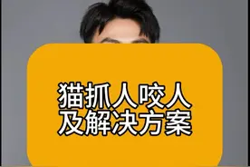 猫抓人咬人攻击人是什么原因及解决方案#科学养宠攻略 #猫行为