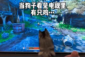 今天说啥也得吃上这鸡！#哈士奇 #狗看电视 #动物的迷惑行为视频封面