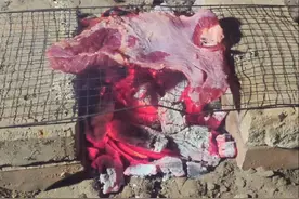 僵尸毁灭工程食谱之烤牛肉 #僵尸毁灭工程 #末日 #废土 #生存狂 #生存