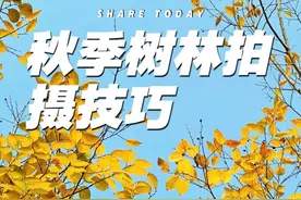小树林这样拍 四种拍树技巧，简单易学，#手机摄影 #拍摄技巧 #一起来拍秋天 #手机摄影教程