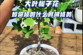 栀子花如何修剪，什么时间修剪。 #养花小知识 #分享养花经验 #栀子花#园艺生活视频封面