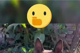 锅巴太逗啦@#看一遍笑一遍 #狗狗 #每日一笑 #神奇动物在抖音 #马犬视频封面