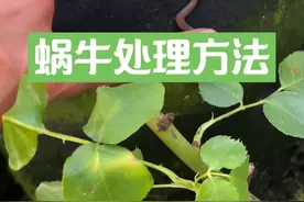 家里的花花还有蔬菜被蜗牛鼻涕虫吃了怎么办？ 蔬菜绿植很多洞洞的处理方法#爱生活爱养花 #种植小技巧 #病虫害防治