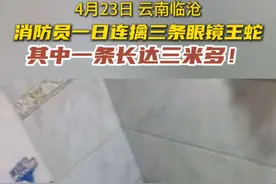 临沧消防一天内处置三条眼镜王蛇，最长一条达三米多 
