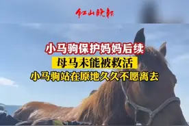 小马驹保护妈妈后续，母马未能被救活，小马驹在原地久久不愿离去……#动物救助 #母爱 #万物皆有灵性 视频来源：@撒欢牧场