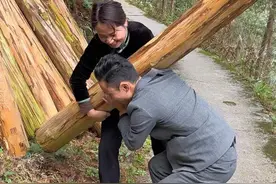 今天我爸爸喊小杨来扛木头修猪圈，哎，做个猪老板还可以，不是干农活的哪块料啊😁😀😆#农村生活 #乡村守护人 #农村创业养殖 #苗家阿格 @苗家阿格（小号）视频封面