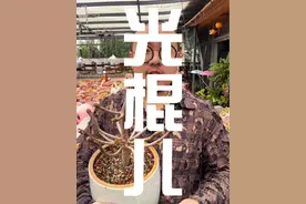 夏天叶子掉光只剩下杆子的多肉该如何处理呢？这个视频告诉你！#多肉植物 #爱生活爱养花 #我的多肉花园 #多肉 #多肉养护视频封面