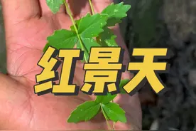 @阿星专营店 这种长在石头上的红景天大家肯定没有见过吧，这是比较稀有的一个品种，叫云南红景天，但是这棵是我们甘肃的，叫白三七，石钉兰#中药材 #你的家乡有这种植物吗 #采药人 #三农 #抖音记录农村生活