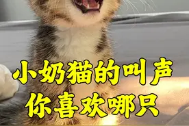 小奶猫的叫声，哪只最好听#猫咪叫声有多魔性 #夹子音挑战