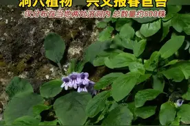 贵州发现新物种，洞穴植物“兴义报春苣苔” 仅分布在当地两处溶洞内，总数量约500株#神奇植物 #新物种视频封面