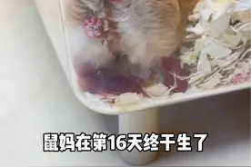 鼠妈妈生宝宝也太辛苦了吧，小花生米也太可爱了😍#鼠鼠我呀 #仓鼠 #养鼠日常分享视频封面