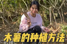 你知道木薯是这么种植的吗#木薯#木薯的种植方法视频封面