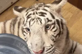 拦路虎最终被制裁！ #宫百万 #白虎视频封面