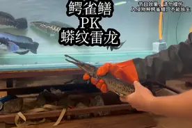 60厘米的鳄雀鳝丢进猛鱼缸，蟒纹雷龙和它大战一场，太狠了！