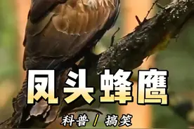 大黄蜂一生的敌人 凤头蜂鹰，以各种蜂类为食视频封面