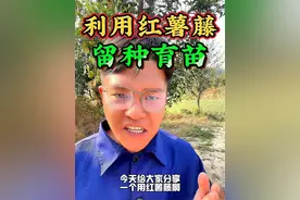 今天给大家分享一个，用红薯藤蔓留种育苗的方法#红薯种植 #红薯 #新农人计划2024 #分享农业知识帮农民增产增收 #抖音助农