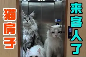 猫房子来客人了#猫咪 #手工#猫窝界的天花板