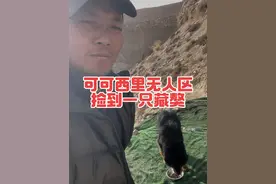 可可西里无人区捡到一只野生藏獒#荒野求生 #流浪 #可可西里无人区#流浪狗#流浪狗救助视频封面