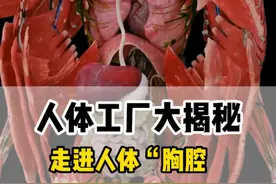 人体工厂大揭秘:胸部说明书 人体胸部大揭秘，介绍胸部器官位置及注意事项！关键时刻能保命！#抖出健康知识宝藏 #健康无畏自在如她 #她们的精选 #人体脏器 #医学知识科普 @抖音医疗健康小助手 @DOU+小助手 @DOU+上热门
