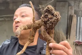 山野货 @阿新专营店 去转村的时候，一个大叔挖了好多党参，羌活，芍药，还有让人闻风丧胆的铁棒槌，雪上一枝蒿，晒干给收了#我的乡村生活 #党参 #植物科普