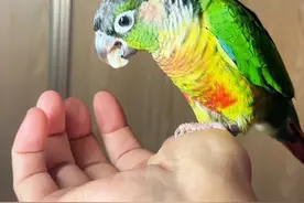 有了上次的经验，帅帅已经是个有经验的老牙医了😂#手养鹦鹉 #鹦鹉拔牙 #鹦鹉拔牙齿 #鹦鹉日常#萌宠鹦鹉视频封面