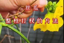 丝瓜整枝打杈的方法#每天分享蔬菜种植技巧 #丝瓜种植 #2024新农人计划 #关注我一起学种菜 #来抖音学农技
