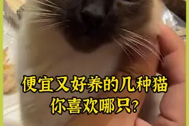 宠物解说：便宜又好养的几种猫，你喜欢哪只？ #宠物 #萌宠视频封面