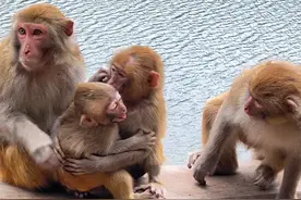 猴妈妈不管几个小屁猴吵架#神奇动物在抖音 #遵守法律请勿非法饲养或买卖活动 #猴子视频