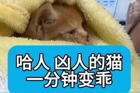 “凶猫”一分钟变乖猫！！#科学养宠攻略 #猫行为 #猫行为专科医生胡班颖