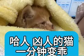 “凶猫”一分钟变乖猫！！#科学养宠攻略 #猫行为 #猫行为专科医生胡班颖