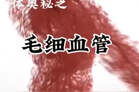 人体毛细血管，可绕地球2圈，是人体的一张网。视频封面