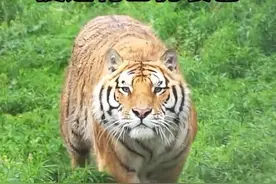 为什么老虎没有进化出伪装色？ #老虎 #动物视觉 #动物世界 #老虎科普